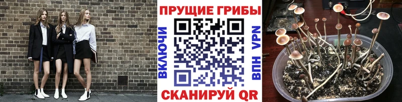 Псилоцибиновые грибы MAGIC MUSHROOMS  Каменск-Шахтинский 